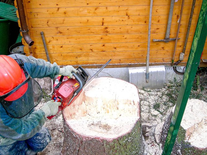Baumfällung - alle Techniken | Baumdienst