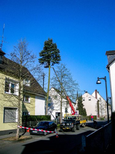 Baumfällung - alle Techniken | Baumdienst