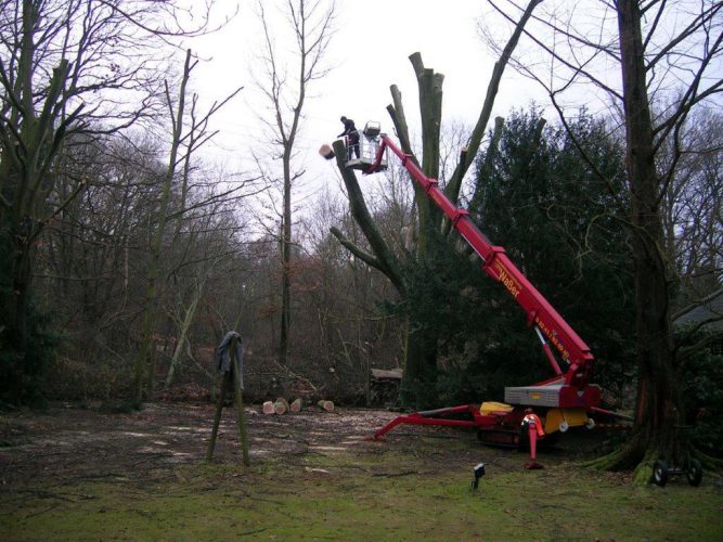 Baumschnitt & Baumpflege | Baumdienst